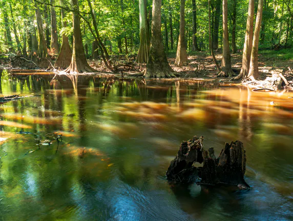 Congaree National Park